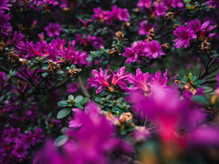 Pink flowers in the garden
