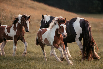 Irish Cob Fohlen auf der Wiese