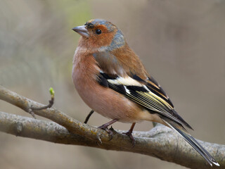 finch sitting on a tree on a blurred background
