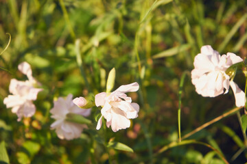 Mydlnica lekarska, Saponaria officinalis L.