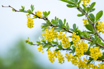 Berberis vulgaris, also known as common barberry, European barberry or barberry blooming in yellow flowers during spring in Estonian nature