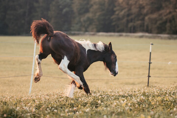 Irish Cob Fohlen auf der Wiese