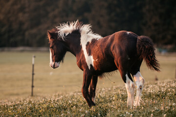 Irish Cob Fohlen auf der Wiese