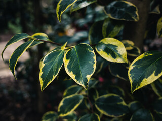 Tree leaves