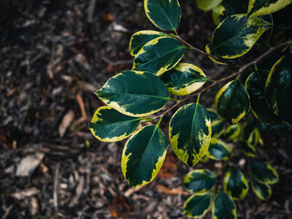 Tree leaves