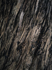 Tree bark