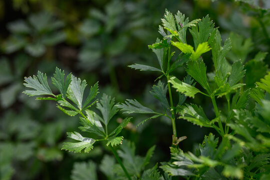 Green fresh celery leaves in the garden. - Powered by Adobe