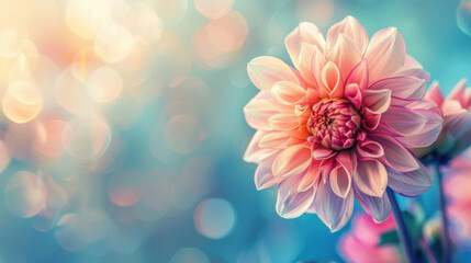 Beautiful flower of Dahlia on a blue pastel background.