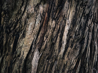 Tree bark