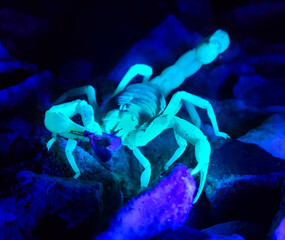 UV Scorpion eating a captured moth at night