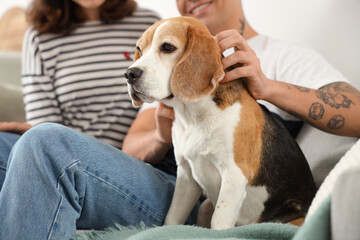 Young couple with cute Beagle dog at home, closeup