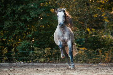 Pura Raza Espanola © ScullyPictures