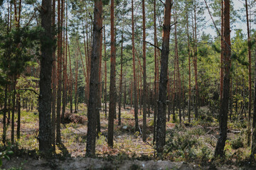 Obraz premium photo of a summer sunny forest with tall grass, bushes and trees