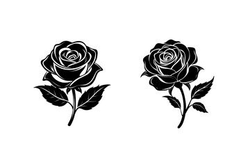 rose on white background