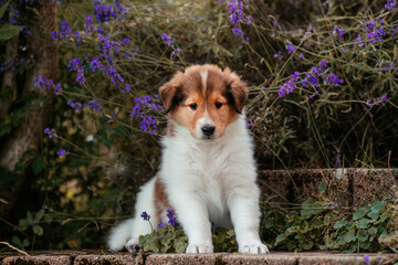American Collie