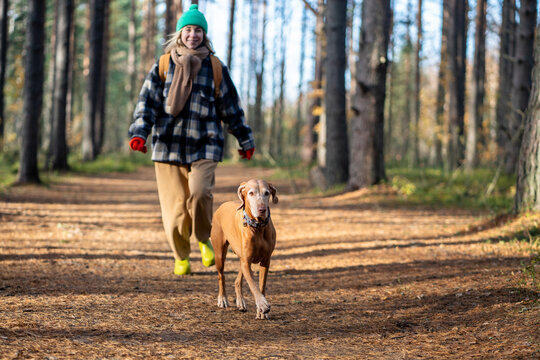 Pleased dog vizsla walking with joyful woman owner in cold fall forest. Happy middle age female strolling with canine pet in autumn woodland park wearing warm clothes merrily chasing after playful dog