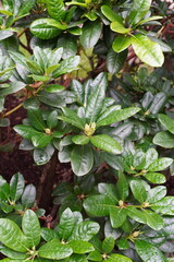 Close up of deep green color rododendron bushes on a summer day. Oval jucy leaves. Tallinn, Estonia. July 2024