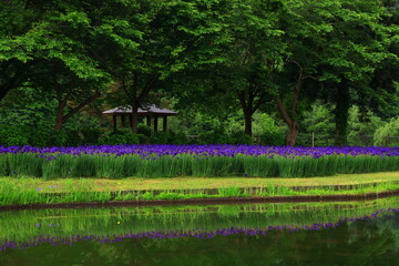 Obraz premium 夏の錦秋湖畔 あやめ園