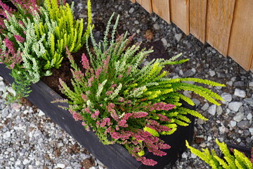 Top down view of pink and green flowers of Heather Calluna in outdoors boxes. Stone pebble below....