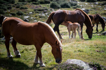 Horses grazing with a foal nursing in a mountain meadow