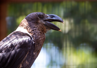 White-Necked Raven Portrait Calling Out.