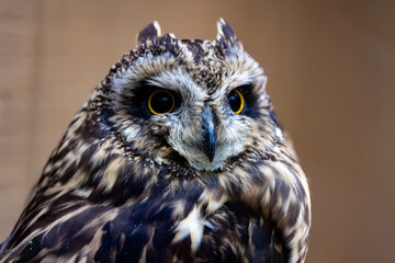 Short-Eared Owl Closeup Portrait