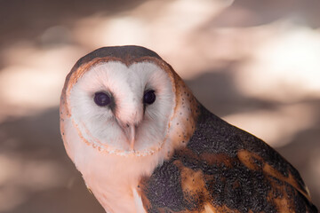 Barn Owl Closeup Portrait Looking at the Camera