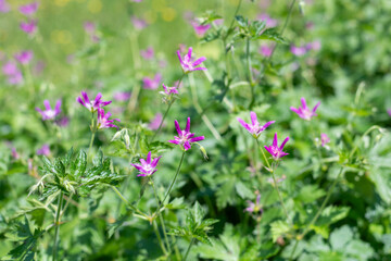 Fototapeta premium Thurstonianum cranesbill (geranium x oxonianum) flowers in bloom