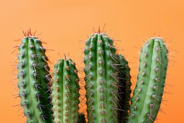 Naklejka premium Closeup of Green Cactus on Orange Background