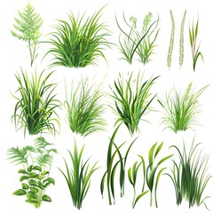 Set of various grass and plant illustrations on white background