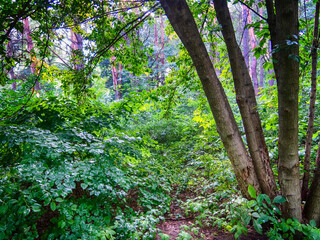 In the forest during the rain