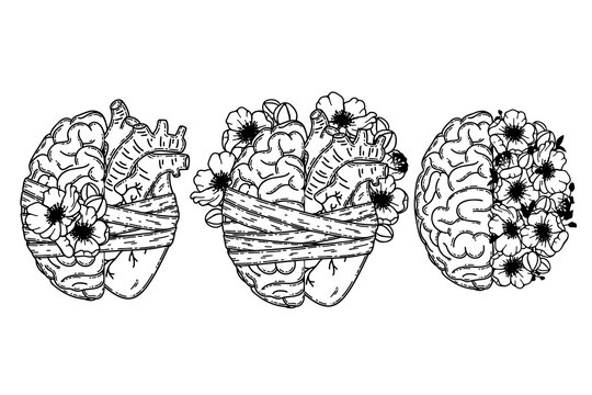 Realistic human heart half and brain line art vector. Psychological or heart disease, mental health issues, logic and emotion priority concept
