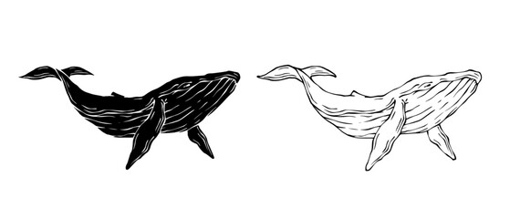 Line sketch,silhouette,stamp of marine mammal blue whale.Vector graphics.