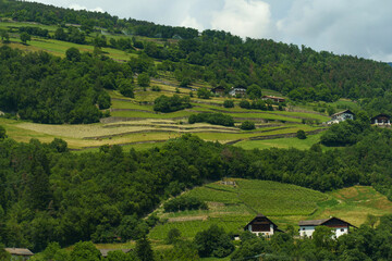 Rolling Hills of Italian Vineyards Bask in Summer Sun