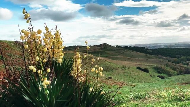 Yucca filamentosa wild plant with white blossoming flowers in full bloom on a wind. Spring Spanish landscape in sunny day. Needle-palm prickly leaves.