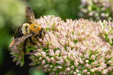 Carpenter bee feeding on a white sedum flower