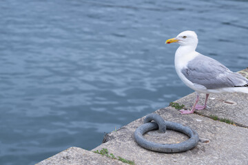 Silbermöwe auf Kaimauer (Larus argentatus argenteus)