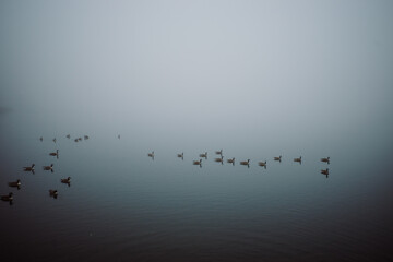 Canada geese