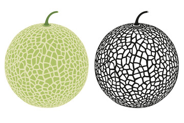 Cantaloupe melon, fruit vector illustration 10