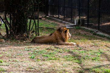 Naklejka premium Lion in a zoo