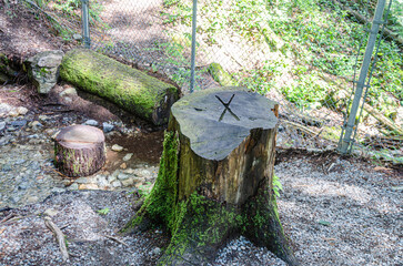 Stump of a large old tree with 'X' inscribed