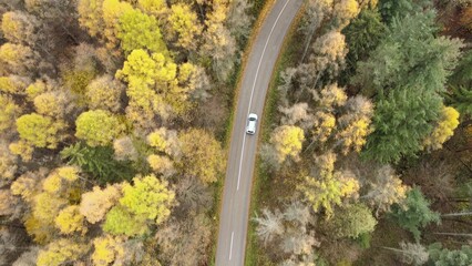 Aerial view of white electric car driving through pine tree autumn forest landscape season....