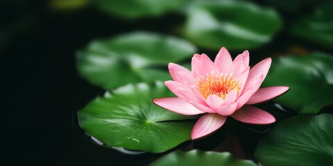 Serene Pink Lotus Flower in Full Bloom with Reflective Water Surface - Captivating Beauty of Aquatic Plants in Lush Setting