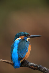Eisvogel sitzt auf einem Ast
The Common Kingfisher (Alcedo atthis),Eurasian Kingfisher or river...
