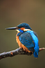 Eisvogel sitzt auf einem Ast
The Common Kingfisher (Alcedo atthis),Eurasian Kingfisher or river Kingfisher.
