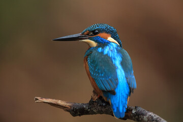 Eisvogel sitzt auf einem Ast
The Common Kingfisher (Alcedo atthis),Eurasian Kingfisher or river Kingfisher.
