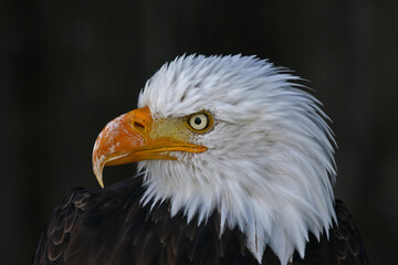 Bald eagle (Haliaeetus leucocephalus), animal portrait, captive, North Rhine-Westphalia, Germany, Europe