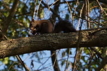 Red Squirrel (Sciurus vulgaris) feeding on a nut near Ohrid, North Macedonia