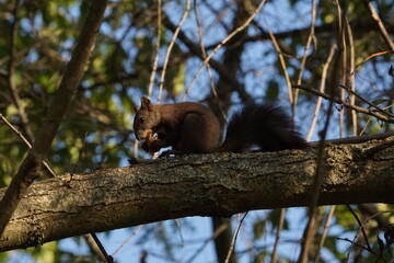 Red Squirrel (Sciurus vulgaris) feeding on a nut near Ohrid, North Macedonia