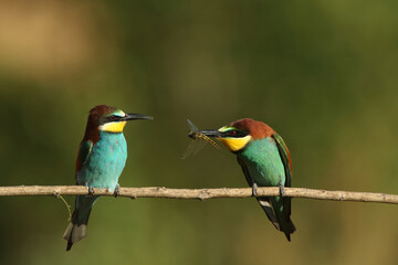 European bee-eater with captured insects